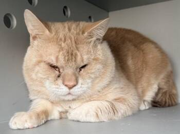 Zavier -  Domestic Short Hair Cat for Adoption - Zavier | PetCurious