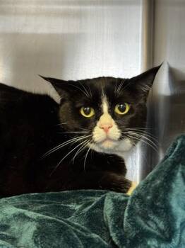 Domestic Short Hair Cats Available for Adoption - Barrel | PetCurious