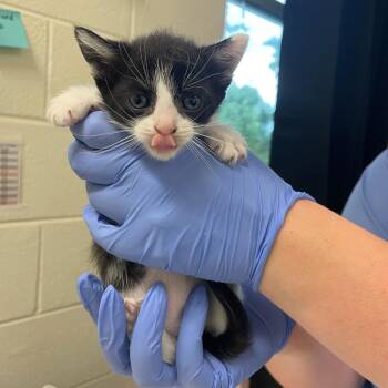 Venus -  Domestic Short Hair Cat for Adoption in Charlottesville, Virginia - Venus | PetCurious