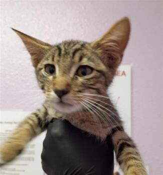 61559778 -  Domestic Short Hair Cat for Adoption in El Paso, Texas - 61559778 | PetCurious