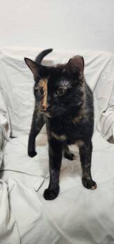 Rescue Domestic Short Hair and Tortoiseshell Cats for Adoption in Houston, Texas - Toffee | PetCurious