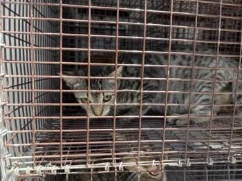 A660485 -  Domestic Short Hair Cat for Adoption in Houston, Texas - A660485 | PetCurious