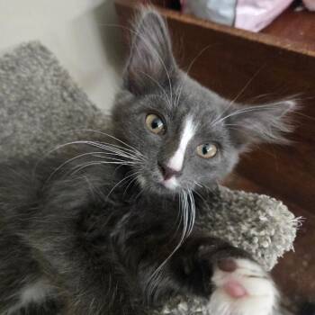 Scottie -  Domestic Medium Hair Cat for Adoption in Richmond, Virginia - Scottie | PetCurious