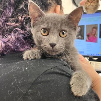 Betty -  Domestic Short Hair Cat for Adoption in Philadelphia, Pennsylvania - Betty | PetCurious
