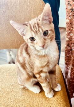 Domestic Short Hair and Tabby Cats Available for Adoption - Scampy | PetCurious