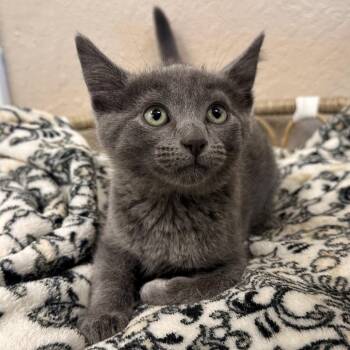 Lear -  Domestic Short Hair Cat for Adoption in Medford, Oregon - Lear | PetCurious
