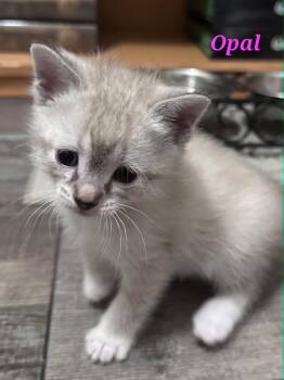 Snowshoe and Siamese Cats Available for Adoption in Merrillville, Indiana - Opal | PetCurious