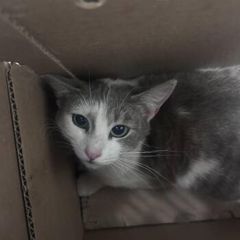 Domestic Short Hair Cats Available for Adoption in Philadelphia, Pennsylvania - Flofi | PetCurious