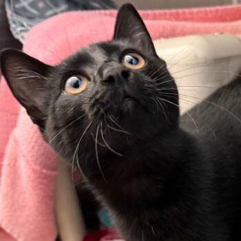 Mogli -  Domestic Short Hair Cat for Adoption in Pittsburgh, Pennsylvania - Mogli | PetCurious