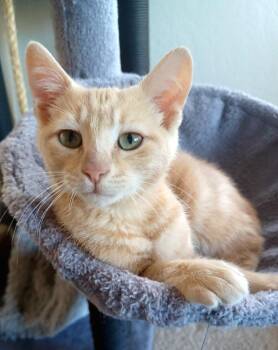 Sky -  Tabby Cat for Adoption in Pinole, California - Sky | PetCurious