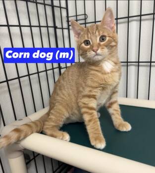 Corn Dog -  Domestic Short Hair Cat for Adoption in Montville, New Jersey - Corn Dog | PetCurious