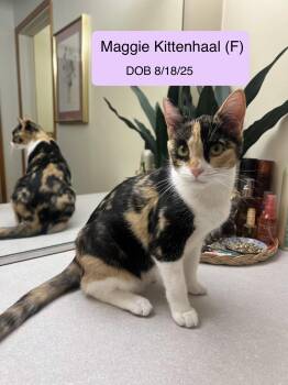 Maggie Kittenhaal -  Calico and Domestic Short Hair Cat for Adoption in Vacaville, California - Maggie Kittenhaal | PetCurious