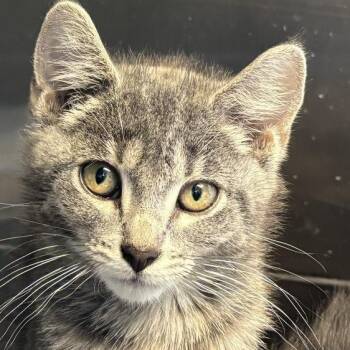 Shake -  Domestic Short Hair Cat for Adoption in Davenport, Iowa - Shake | PetCurious