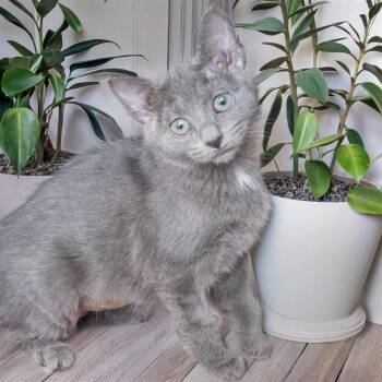 PINKY -  Domestic Short Hair Cat for Adoption in St. Louis, Missouri - PINKY | PetCurious
