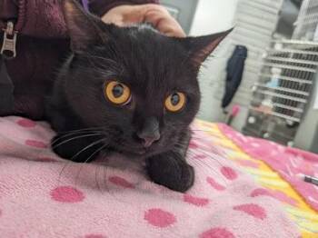 Domestic Short Hair Cats Available for Adoption - Capuchin | PetCurious