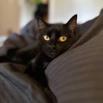 Wednesday -  Domestic Short Hair Cat for Adoption in Greenfield, Indiana - Wednesday | PetCurious