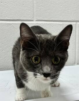 ROSELLE -  Domestic Short Hair Cat for Adoption - ROSELLE | PetCurious