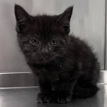 Domestic Short Hair Cats Available for Adoption in Washburn, Missouri - Stitch | PetCurious
