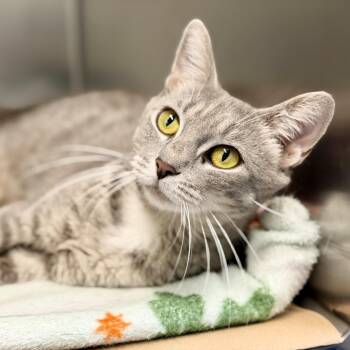 Yuki -  Domestic Short Hair Cat for Adoption in Jackson Township, New Jersey - Yuki | PetCurious