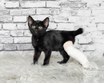 Lady -  Bombay and Domestic Short Hair Cat for Adoption in Tuscaloosa, Alabama - Lady | PetCurious
