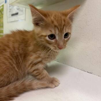 Domestic Medium Hair Cats Available for Adoption in Charleston, West Virginia - Duck | PetCurious