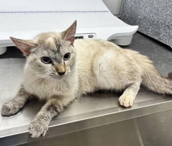 TIKI -  Domestic Short Hair Cat for Adoption - TIKI | PetCurious