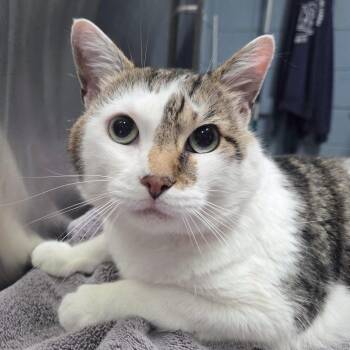 Foxy -  Domestic Short Hair Cat for Adoption in Providence, Rhode Island - Foxy | PetCurious
