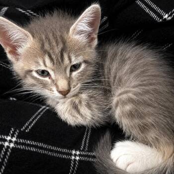 Beetle -  Domestic Short Hair Cat for Adoption in Houston, Texas - Beetle | PetCurious
