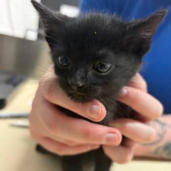Domestic Short Hair Cats Available for Adoption in Ardmore, Oklahoma - Ralph | PetCurious