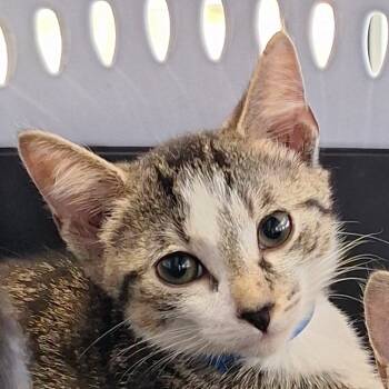 Rescue Domestic Short Hair Cats for Adoption in Montgomery, Alabama - Garth | PetCurious