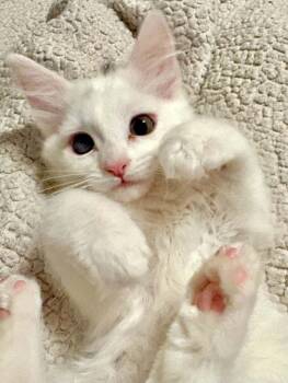 Weather Balloon -  Domestic Long Hair Cat for Adoption in Denver, Colorado - Weather Balloon | PetCurious