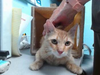 FOB -  Domestic Medium Hair and Domestic Short Hair Cat for Adoption in Albuquerque, New Mexico - FOB | PetCurious