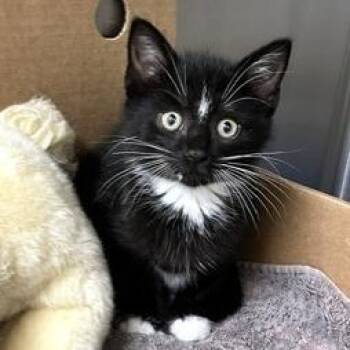 Professor Utonium -  Domestic Short Hair Cat for Adoption - Professor Utonium | PetCurious