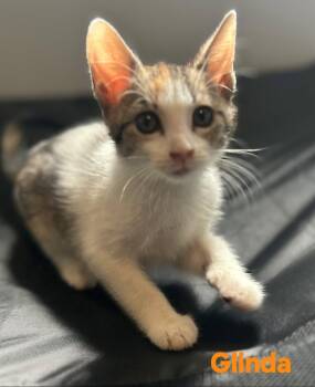 Glinda -  Domestic Short Hair Cat for Adoption in Longwood, Florida - Glinda | PetCurious