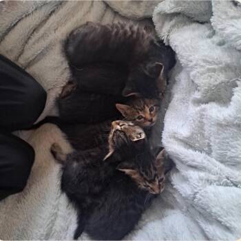 Domestic Short Hair Cats Available for Adoption in Bismarck, North Dakota - Rosette (pink) | PetCurious