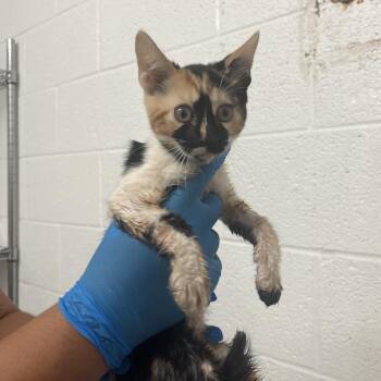 Peanut -  Domestic Short Hair Cat for Adoption in Edinburg, Texas - Peanut | PetCurious