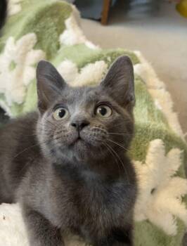 Misty (Bonded to Ida) -  Domestic Short Hair Cat Available for Adoption in Portland, Oregon - Misty (Bonded To Ida) | PetCurious