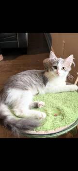 Maple -  Domestic Long Hair Cat for Adoption in Sneads Ferry, North Carolina - Maple | PetCurious