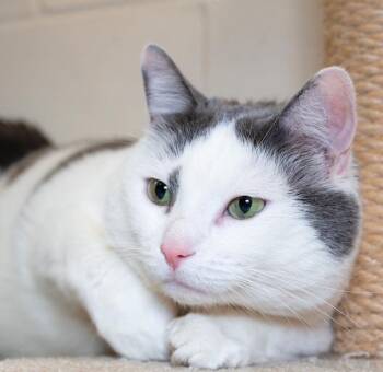 DANNY -  Domestic Short Hair Cat for Adoption in Boston, Massachusetts - DANNY | PetCurious