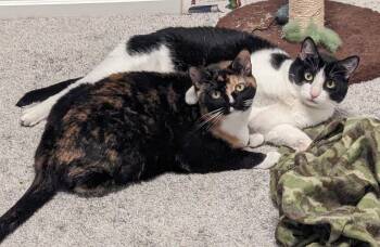 Josie -  Tortoiseshell and Tabby Cat for Adoption in Garland, Texas - Josie | PetCurious