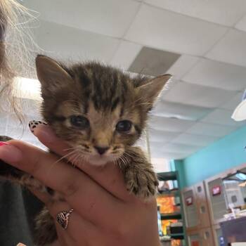 Veruca -  Domestic Short Hair Cat for Adoption in Lake Jackson, Texas - Veruca | PetCurious