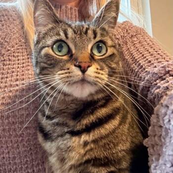 Domestic Short Hair and Tabby Cats Available for Adoption - Pibbs | PetCurious