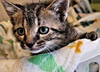 Rescue Tabby Cats for Adoption in Rutherfordton, North Carolina - Miso | PetCurious