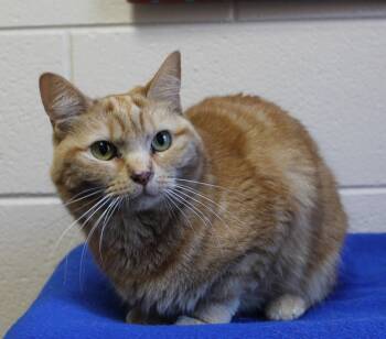 Domestic Short Hair and Tabby Cats Available for Adoption - Bella - 43183 | PetCurious