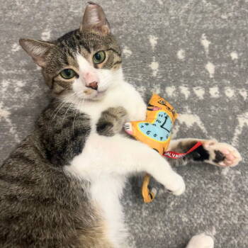 Rescue Domestic Short Hair Cats for Adoption - Celery Cypress | PetCurious