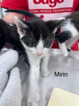 Domestic Short Hair Cats Available for Adoption - Mirin | PetCurious