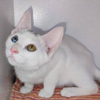 Gemini -  Domestic Short Hair Cat for Adoption in Duncan, Oklahoma - Gemini | PetCurious
