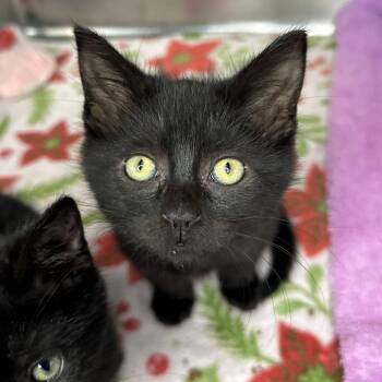 Aladdin -  Domestic Short Hair Cat for Adoption in Matteson, Illinois - Aladdin | PetCurious