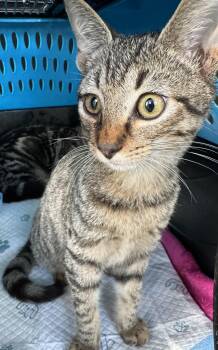 Rescue Domestic Short Hair and Tabby Cats for Adoption in Royal Palm Beach, Florida - HAZEL | PetCurious