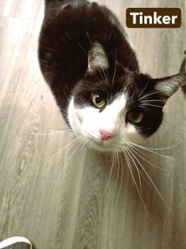 Tinker -  Domestic Short Hair Cat for Adoption in Milford, Connecticut - Tinker | PetCurious